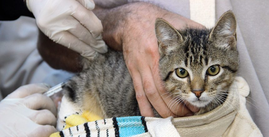 Campanha de vacinação de cães e gatos em 37 bairros de Cariacica no próximo sábado (3)
