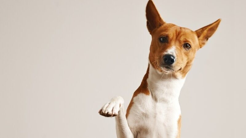 Cariacica lança iniciativa de bem-estar animal: resgate e tratamento de cães e gatos de rua