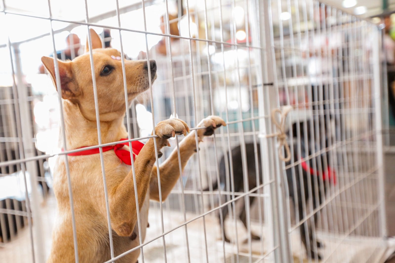 Me leva pra casa? Sábado (13) será dia de Feira de Adoção de cães e gatos na praça de Campo Grande