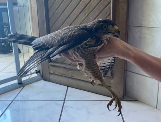 Filhote de gavião é resgatado após aparecer em casa de morador de Alto Lage