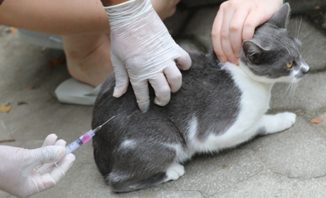 Vacinação Antirrábica para Pets: Sábado no Shopping Moxuara