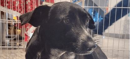 Feira de adoção de cães acontece neste sábado na Praça de Campo Grande