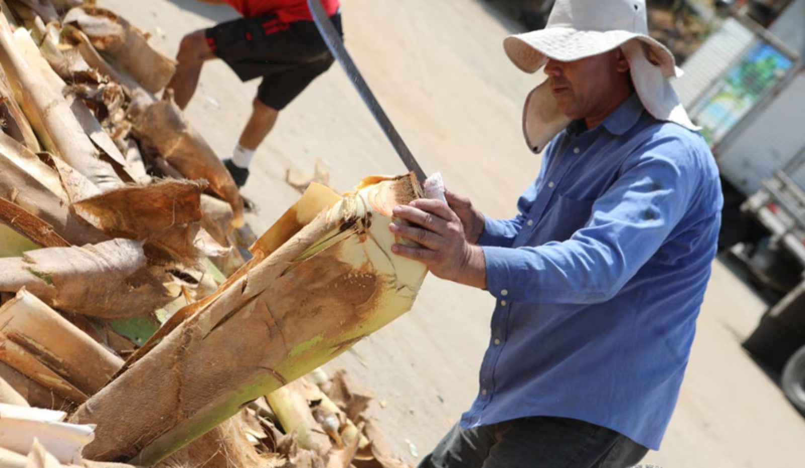 Palmito liberado! Venda começa neste sábado (05) na Grande Vitória