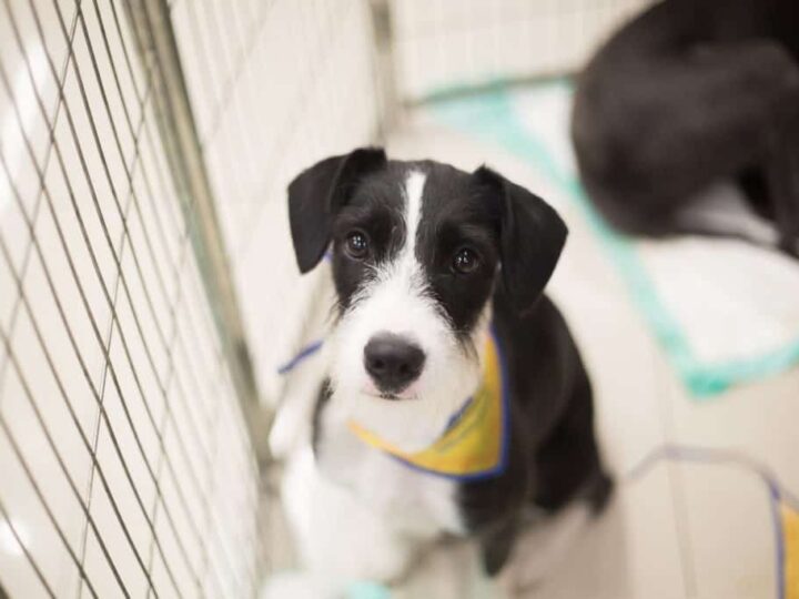 Evento de adoção com 20 cães será realizado no Shopping Moxuara no dia 31