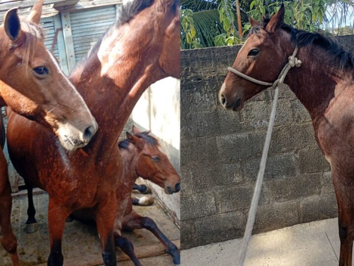 Ação da Secretaria de Serviços retira três cavalos das ruas de Graúna