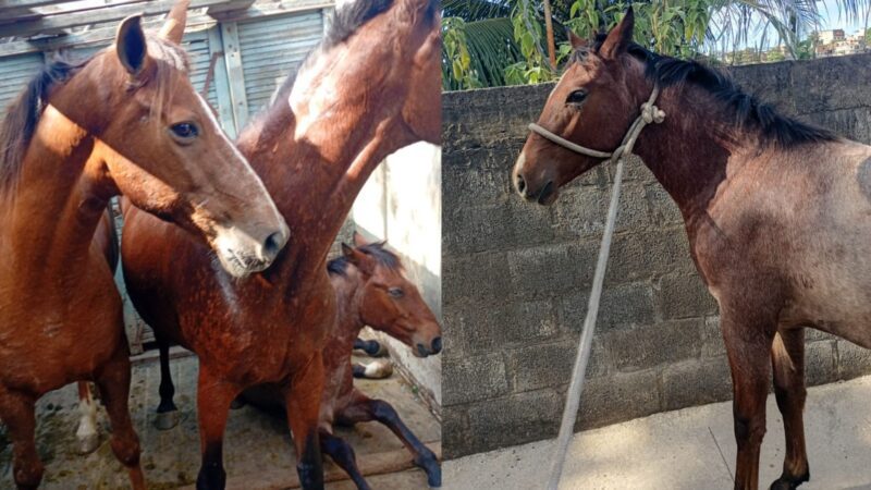 Ação da Secretaria de Serviços retira três cavalos das ruas de Graúna