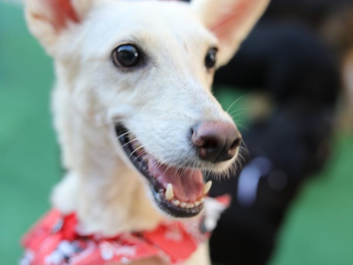 Feira de adoção entra no clima junino com cãodrilha e concurso de fantasia para pets neste sábado (25)