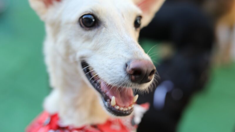 Feira de adoção entra no clima junino com cãodrilha e concurso de fantasia para pets neste sábado (25)