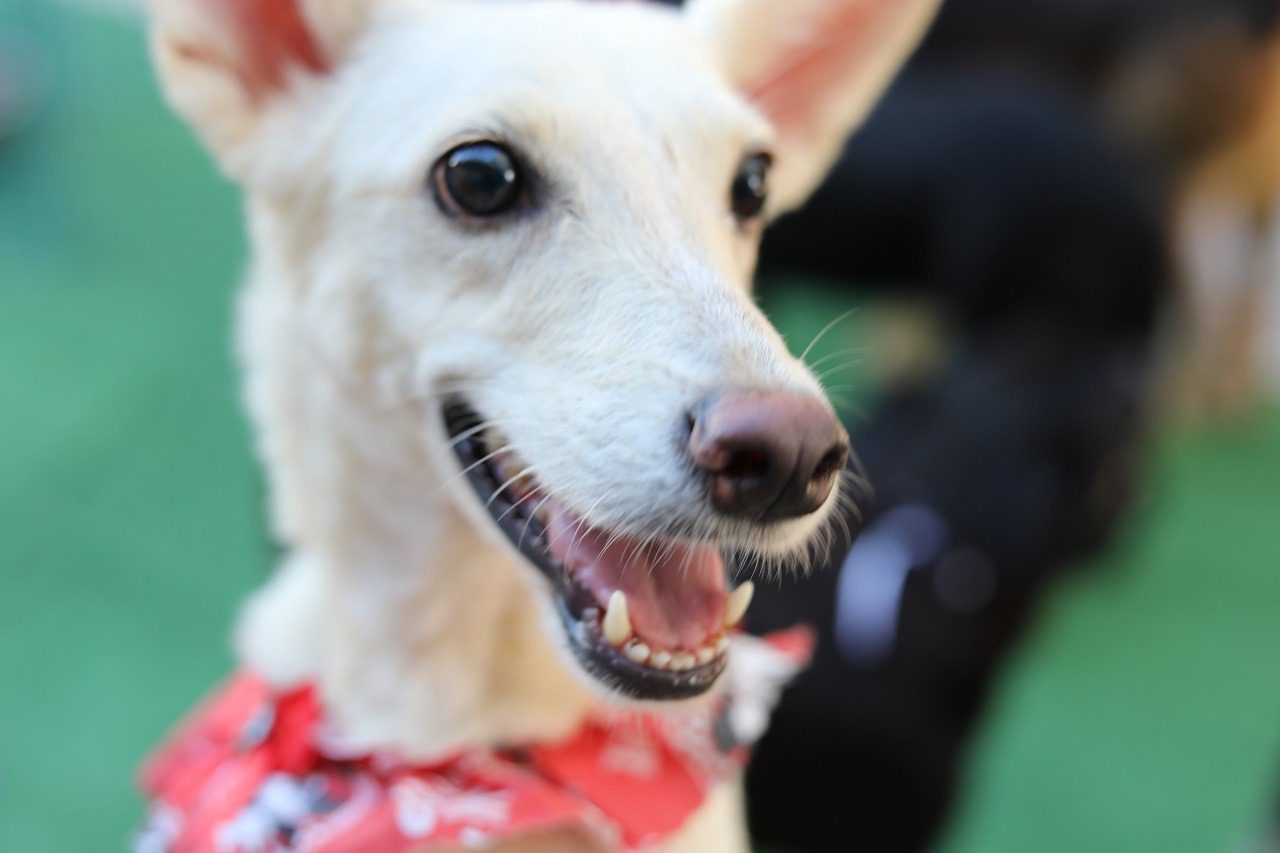 Feira de adoção entra no clima junino com cãodrilha e concurso de fantasia para pets neste sábado (25)