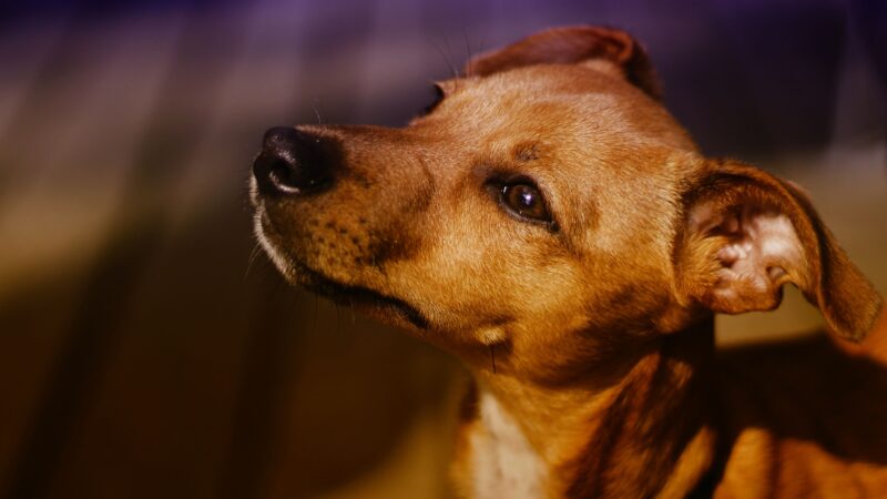 Inscrições abertas para castração gratuita de 40 cães machos