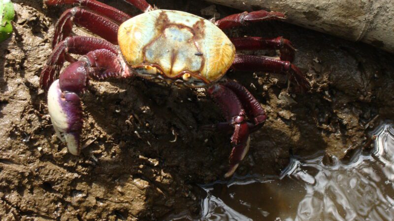 Inicia nesta quinta-feira o período de andada do caranguejo-uçá