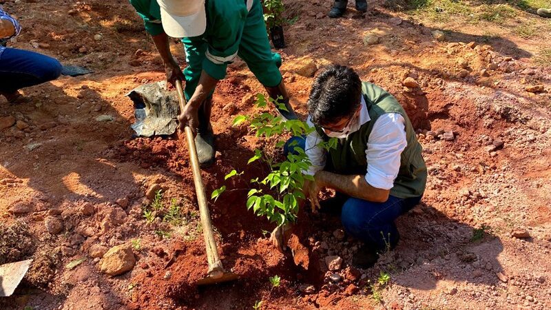 Dia da Árvore: Plantio de mudas na Rebio Duas Bocas para comemorar com conscientização ambiental