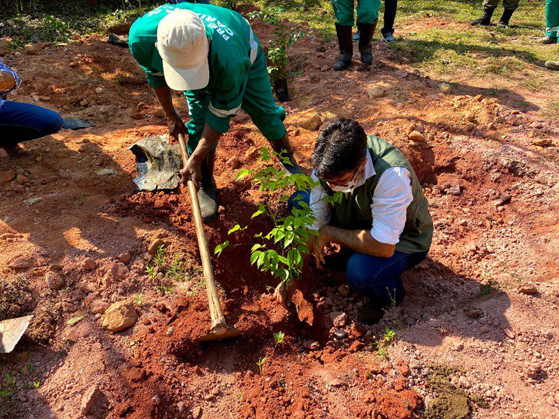 Dia da Árvore: Plantio de mudas na Rebio Duas Bocas para comemorar com conscientização ambiental