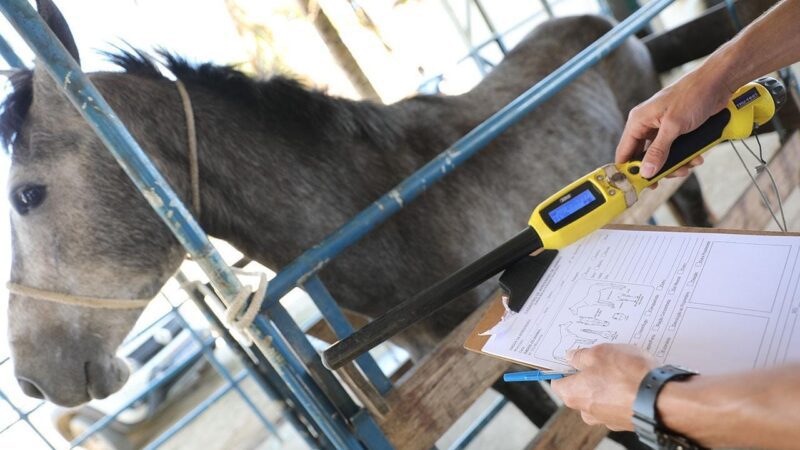 Prefeitura recolhe animais que estavam abandonados nas ruas