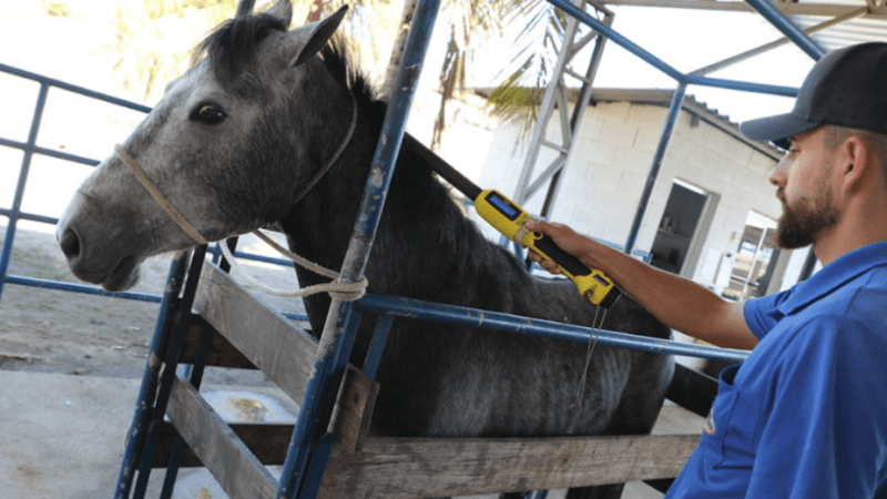 Animais recolhidos nas ruas de Cariacica recebem tratamento em rancho