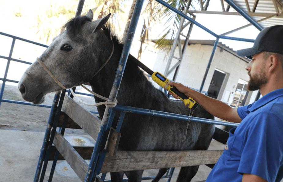 Animais recolhidos nas ruas de Cariacica recebem tratamento em rancho
