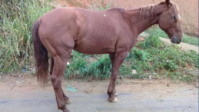 Mais de 9 cavalos são recolhidos pela prefeitura em dois dias