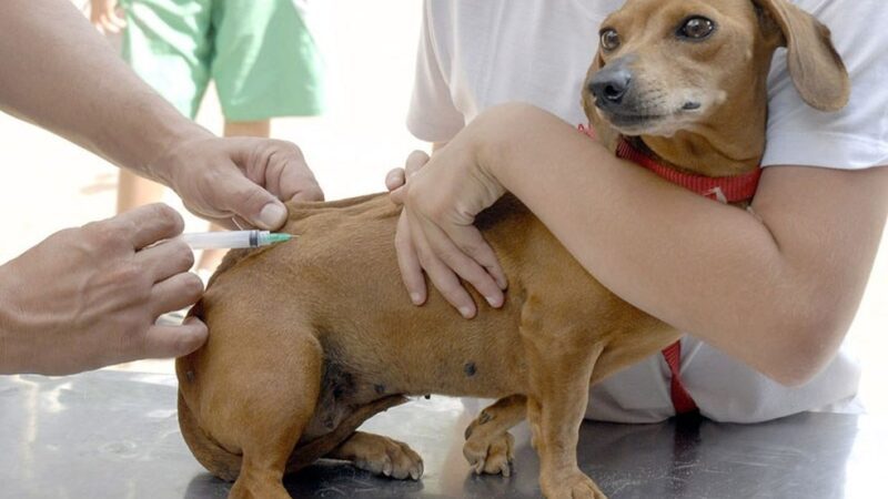 Cariacica realiza primeira etapa da Campanha de Vacinação Antirrábica