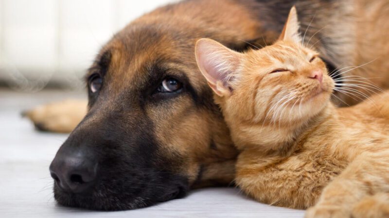 Cariacica vai realizar feira de adoção de cães e gatos neste domingo (19)