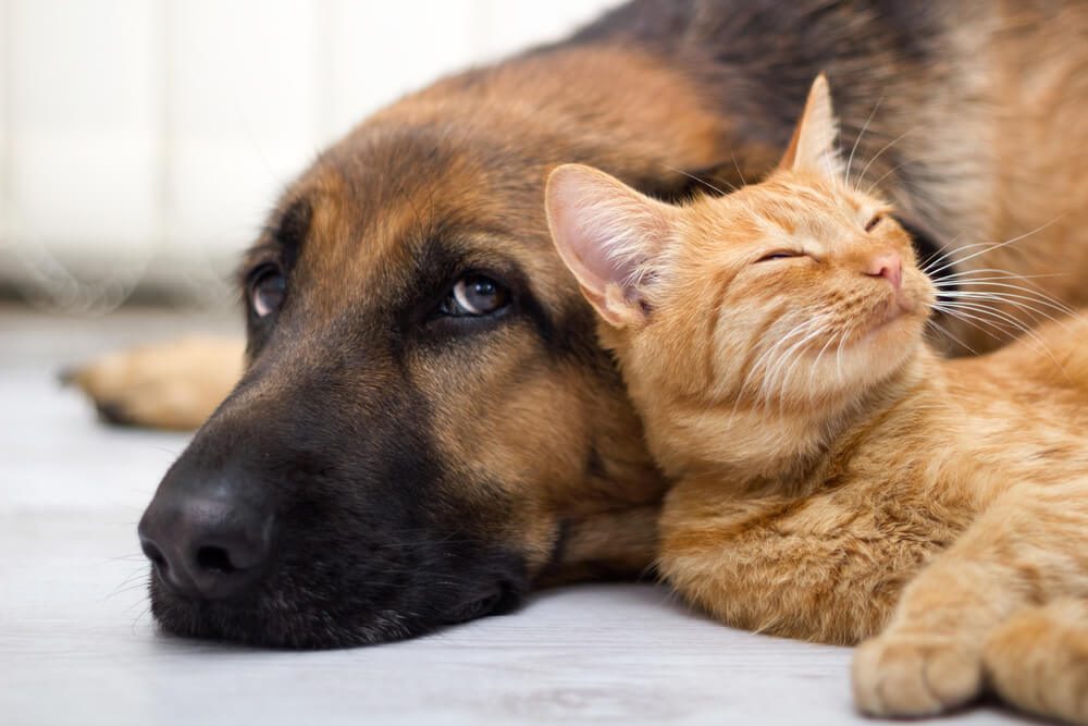 Cariacica vai realizar feira de adoção de cães e gatos neste domingo (19)