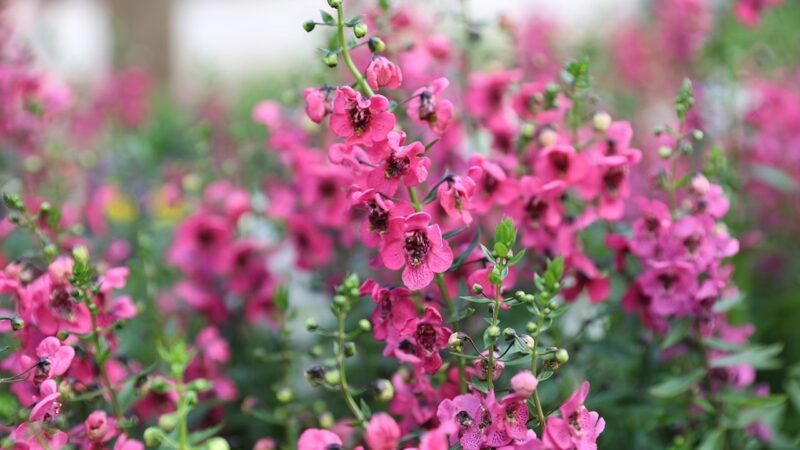 Parque O Cravo e A Rosa está com canteiros mais floridos