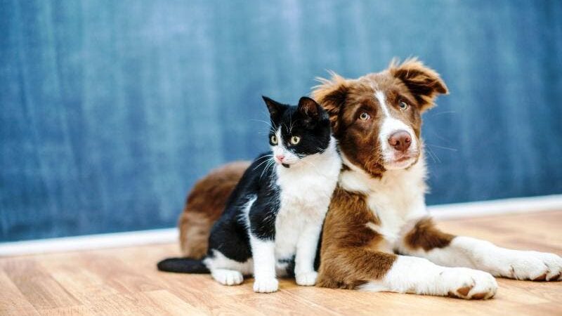 Cariacica realiza feira de adoção de cães e gatos sábado (19)