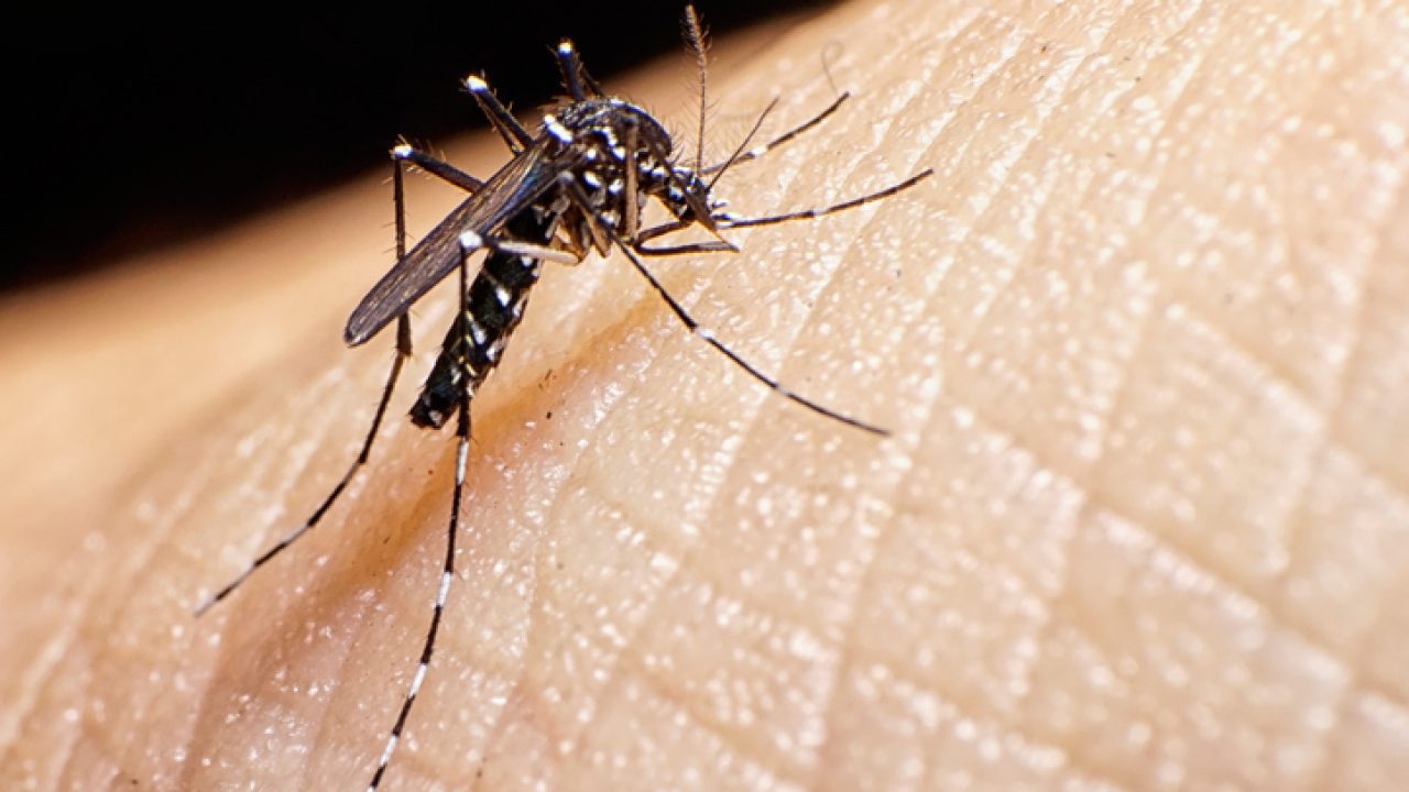 Combate à dengue: fumacê passa por 19 bairros nesta quinta e sexta