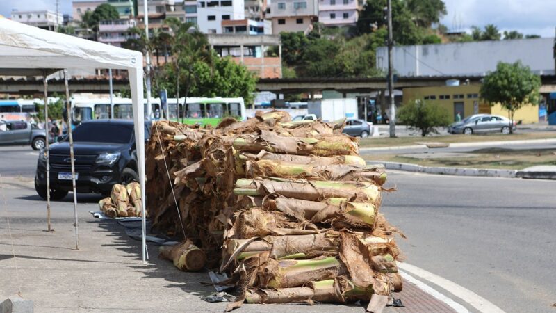 Cariacica está com vários pontos para venda de palmito, confira os locais