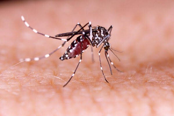 Aumento nos casos de dengue gera alerta