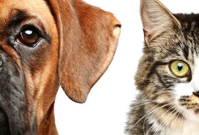 Feira de adoção de cães e gatos no próximo sábado em Cariacica