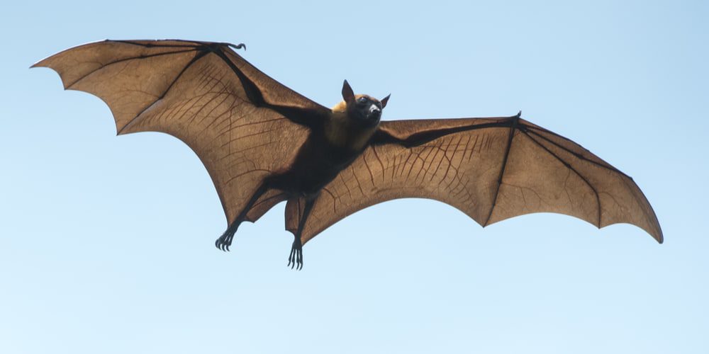 Saiba o que fazer em caso de contato ou se encontrar um morcego em casa