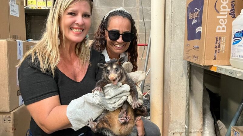 Gerência de Bem-estar Animal resgata gambás no bairro Itanguá