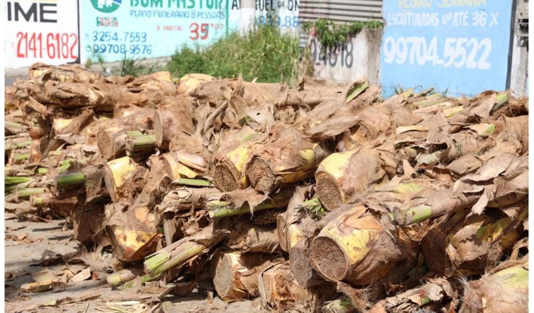 Pontos de venda de palmito para a Semana Santa já estão autorizados em Cariacica