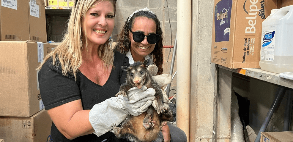 Gerência de Bem-estar Animal resgata gambás no bairro Itanguá