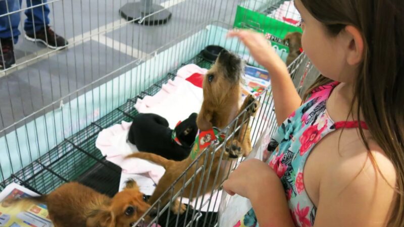 Prefeitura realiza Adoção de Cães no Shopping Moxuara sábado (13)