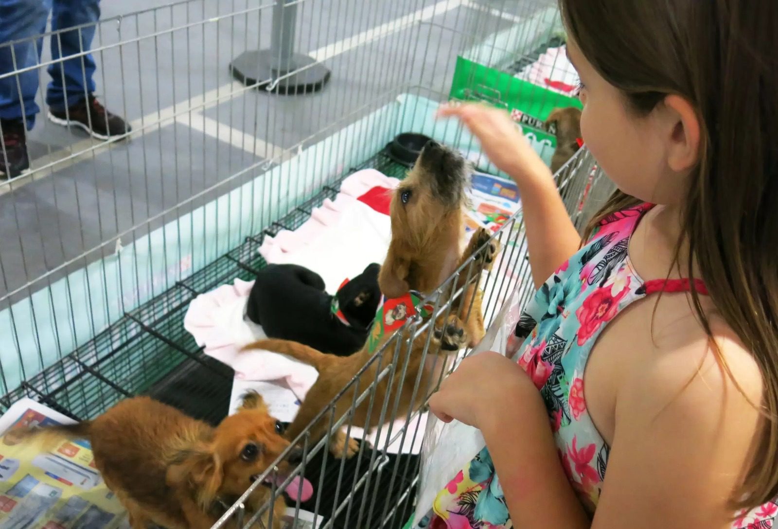 Prefeitura realiza Adoção de Cães no Shopping Moxuara sábado (13)