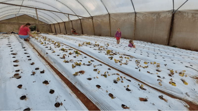 Zona rural de Cariacica recebe projeto de plantio de morango da Secretaria de Agricultura