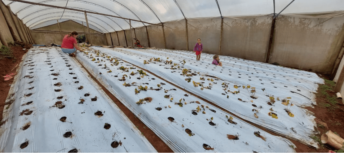 Zona rural de Cariacica recebe projeto de plantio de morango da Secretaria de Agricultura
