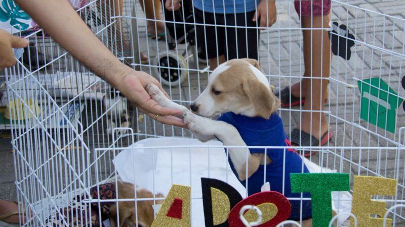 Neste sábado (10), terá Feira de Adoção de Cães na Praça de Campo Grande