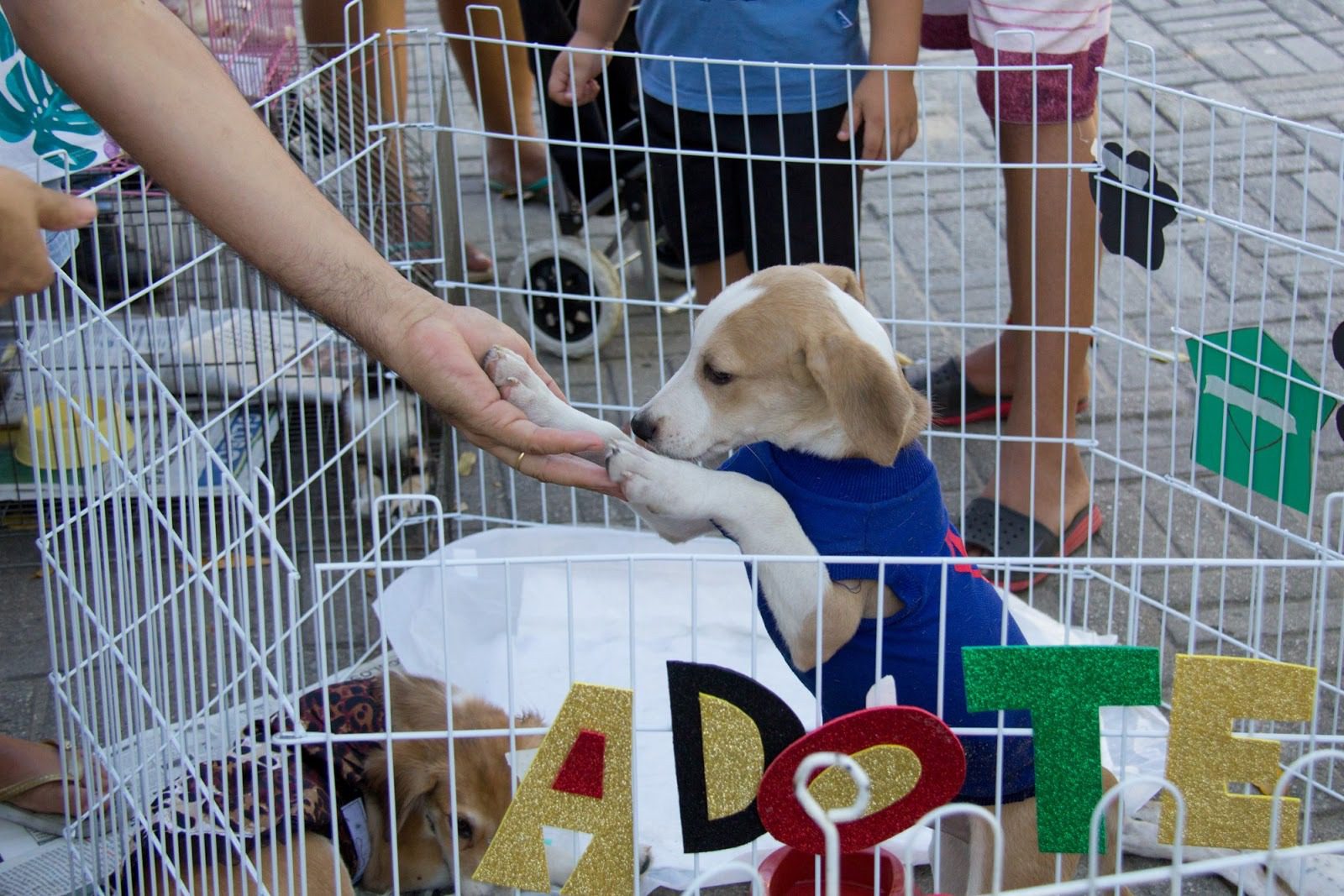 Neste sábado (10), terá Feira de Adoção de Cães na Praça de Campo Grande