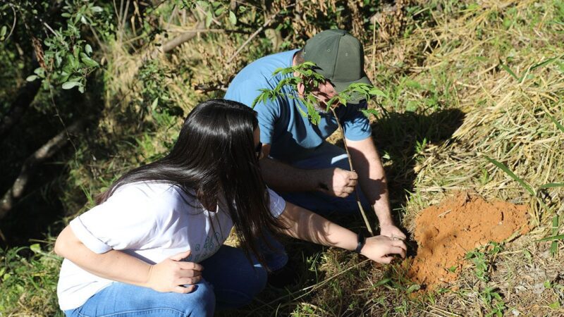 Plantio de mudas marca o Dia Mundial do Meio Ambiente