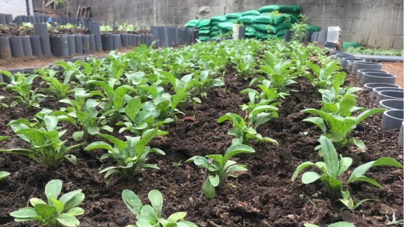 Iniciativa sustentável: Catadores de Cariacica estreiam horta para troca de hortaliças sem agrotóxicos por recicláveis