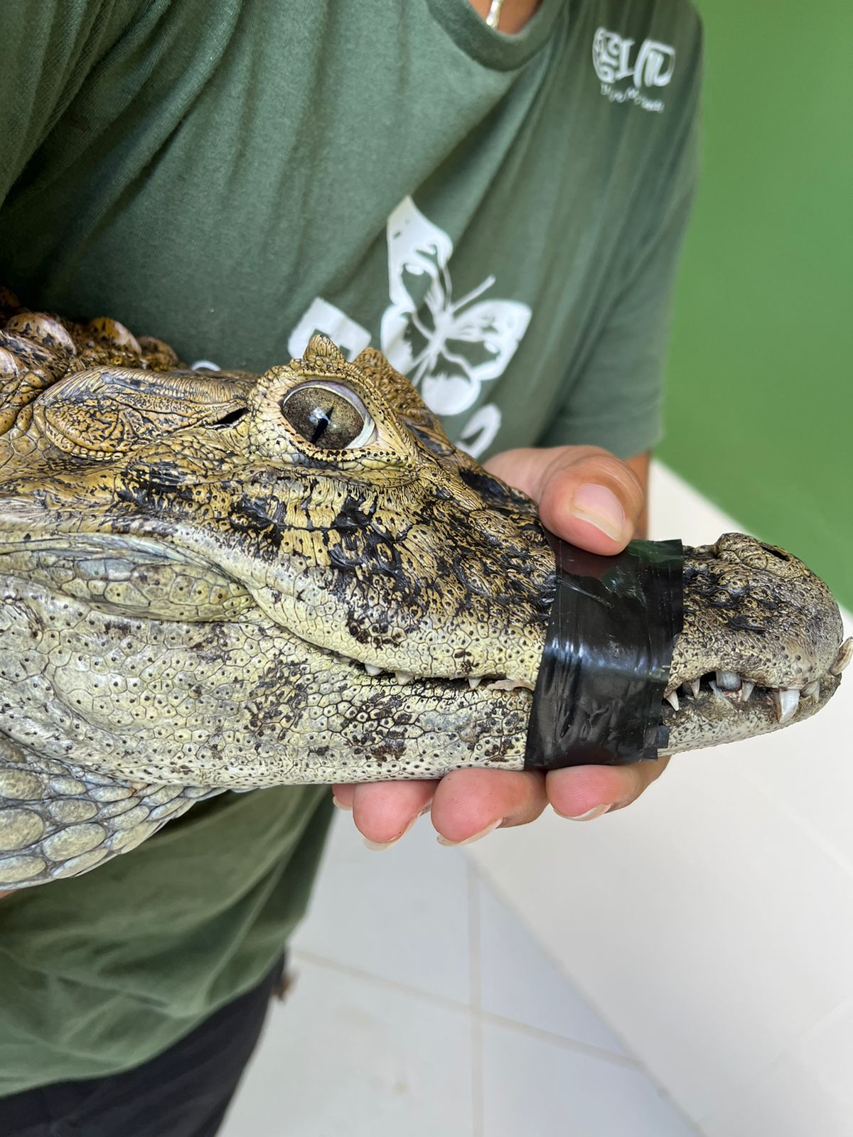 Jacaré resgatado e reabilitado no Zoo-VR é devolvido à natureza