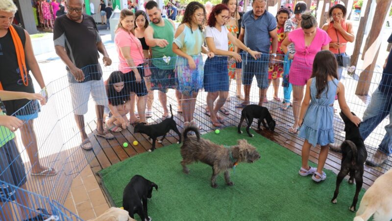 Famílias deram novo lar para cães em feira de adoção realizada em Campo Grande