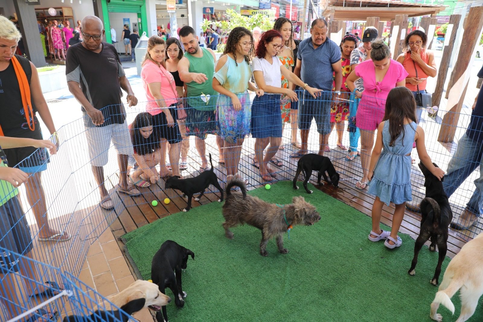 Famílias deram novo lar para cães em feira de adoção realizada em Campo Grande
