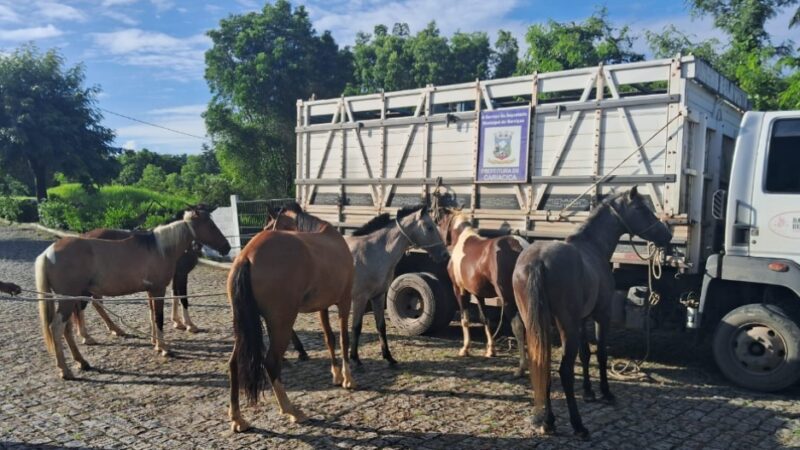 Seis animais são recolhidos em vias públicas pela equipe da Semserv