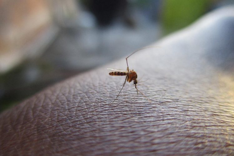Cariacica intensificará ainda mais o combate à dengue, zika e chikungunya
