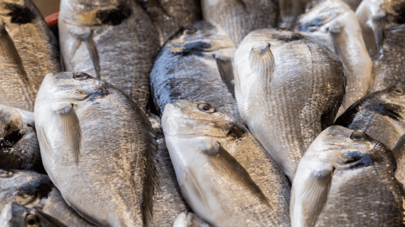 Vigilância Sanitária promove palestra sobre boas práticas para manuseios de pescados