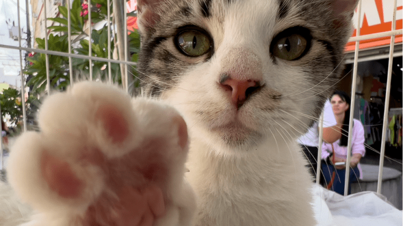 Sábado (25) é dia de feira de adoção no Parque O Cravo e A Rosa