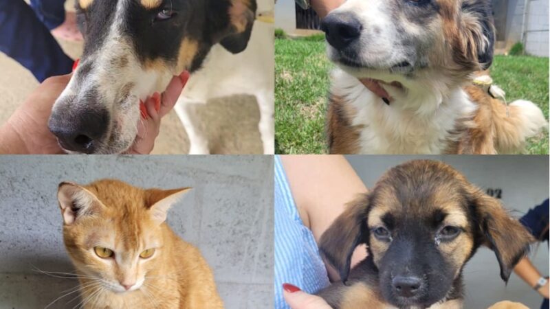 Sábado (26) é dia de feira de adoção de animais de estimação na Praça de Campo Grande